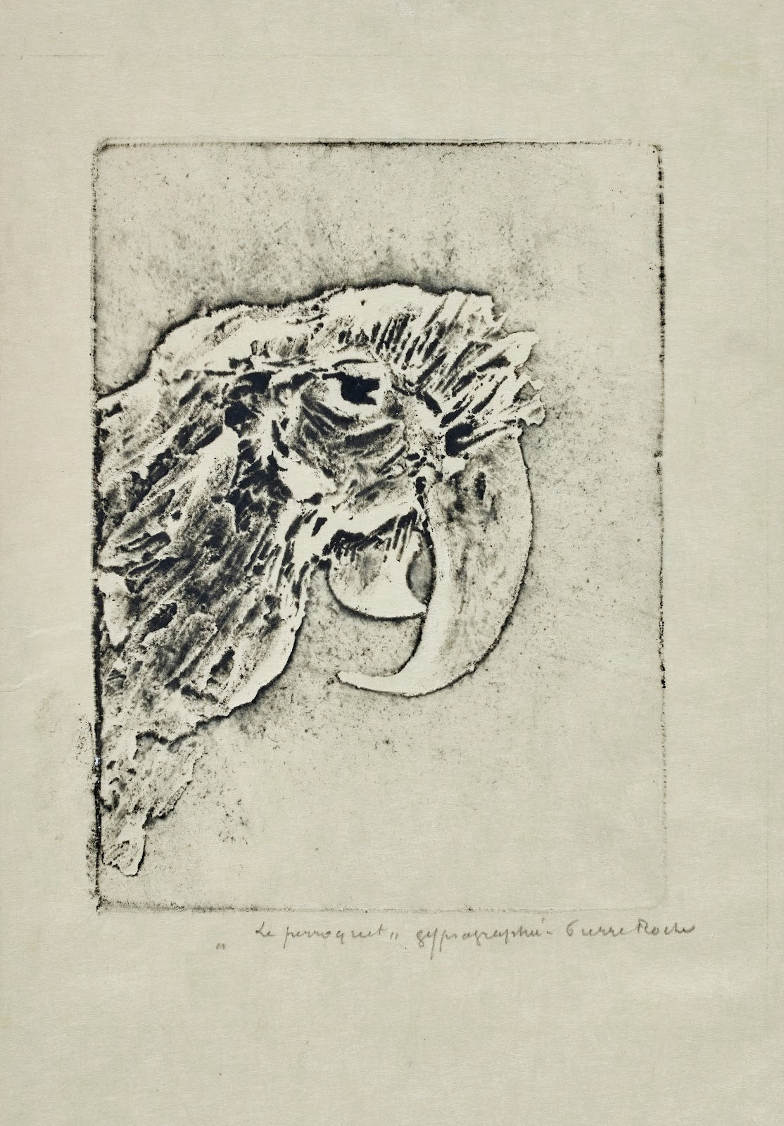 Perroquet 1897