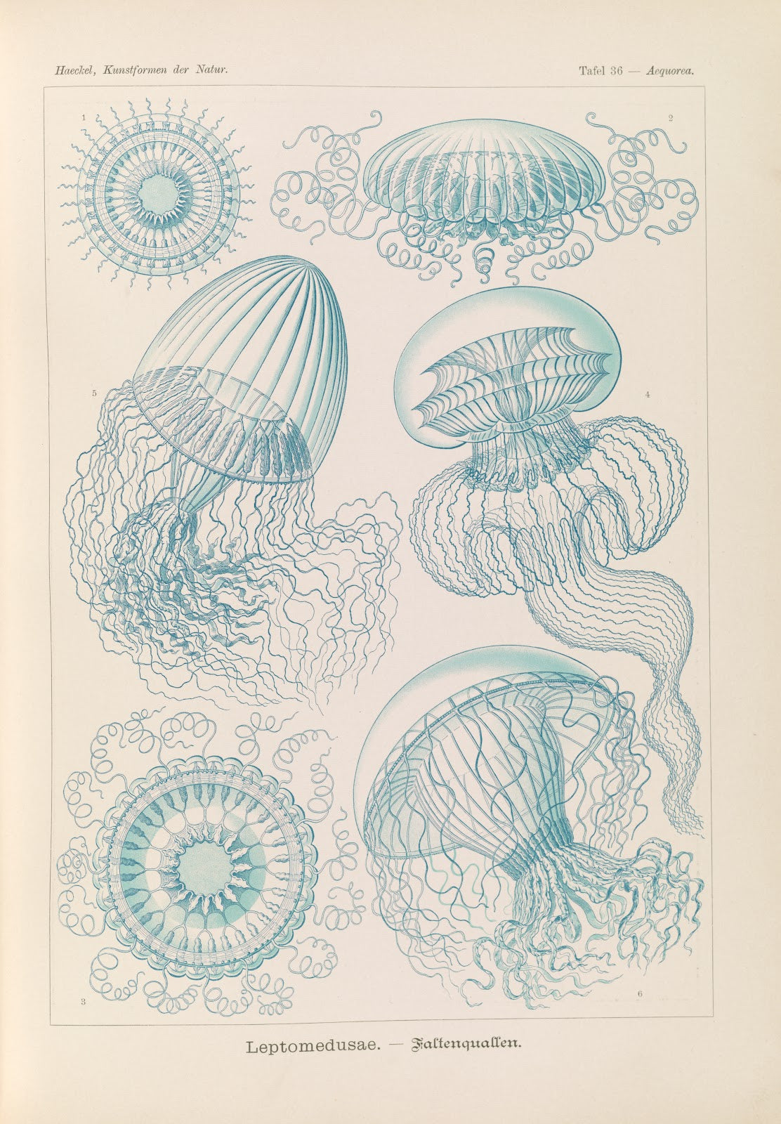 Leptomedusae  Faltenquallen 1904