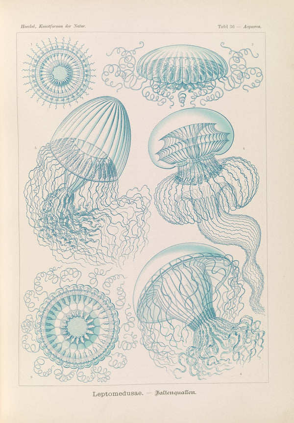Leptomedusae  Faltenquallen 1904
