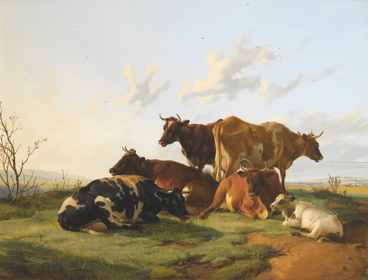 Cattle Grazing In Canterbury Meadows 1876