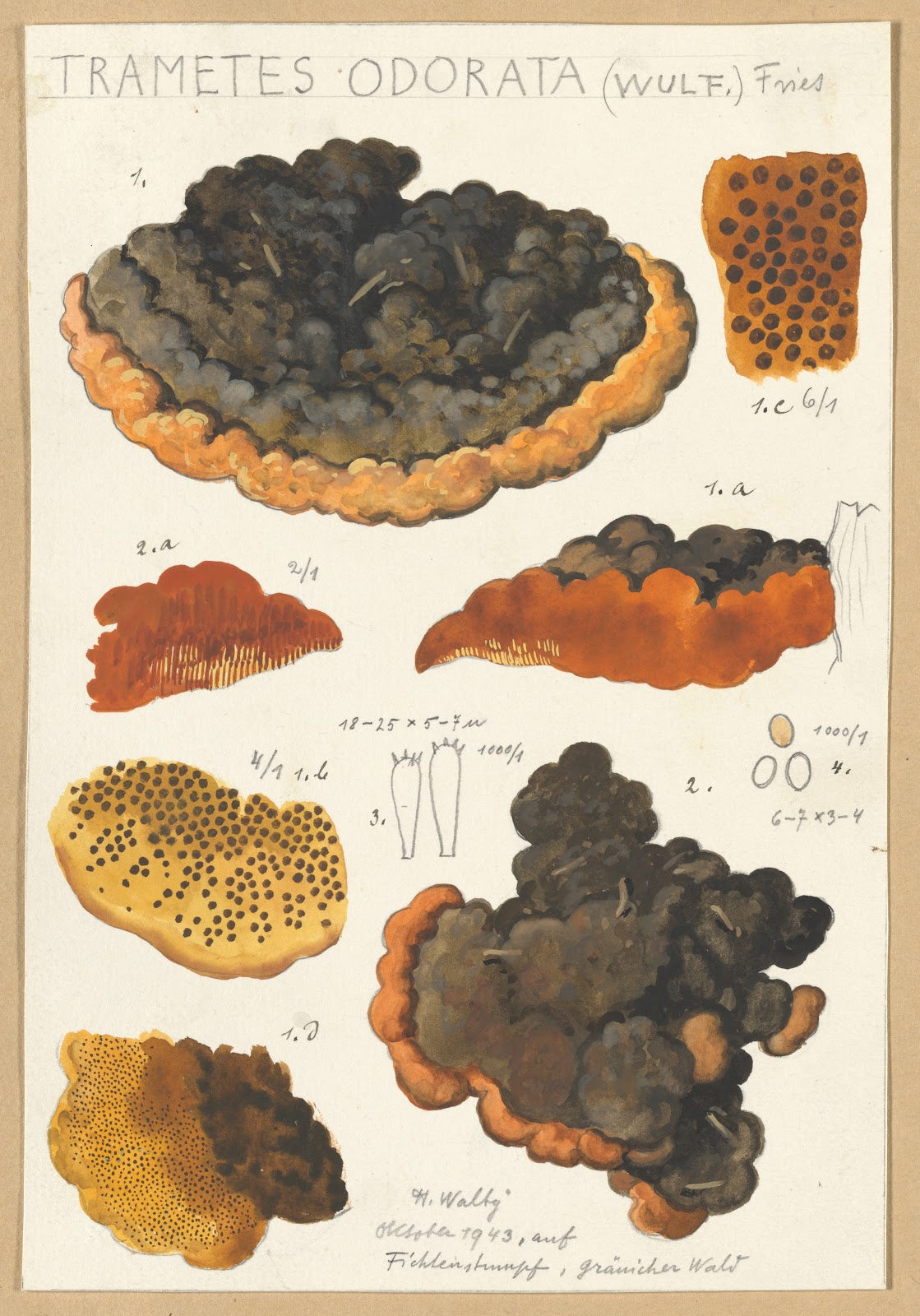 Trametes odorata Wulf Fries 1915 1945