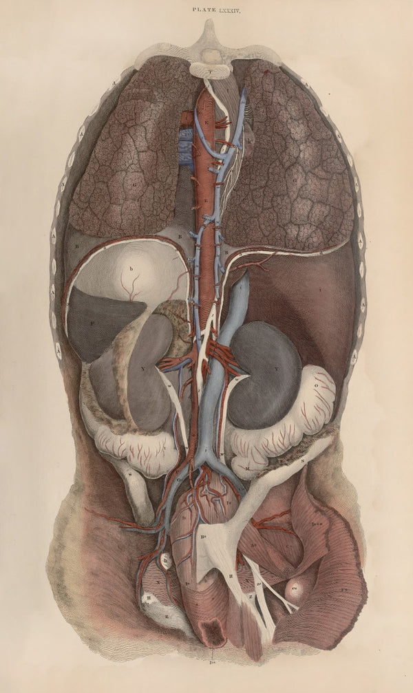 A system of anatomical plates of the human body Pl087 1840