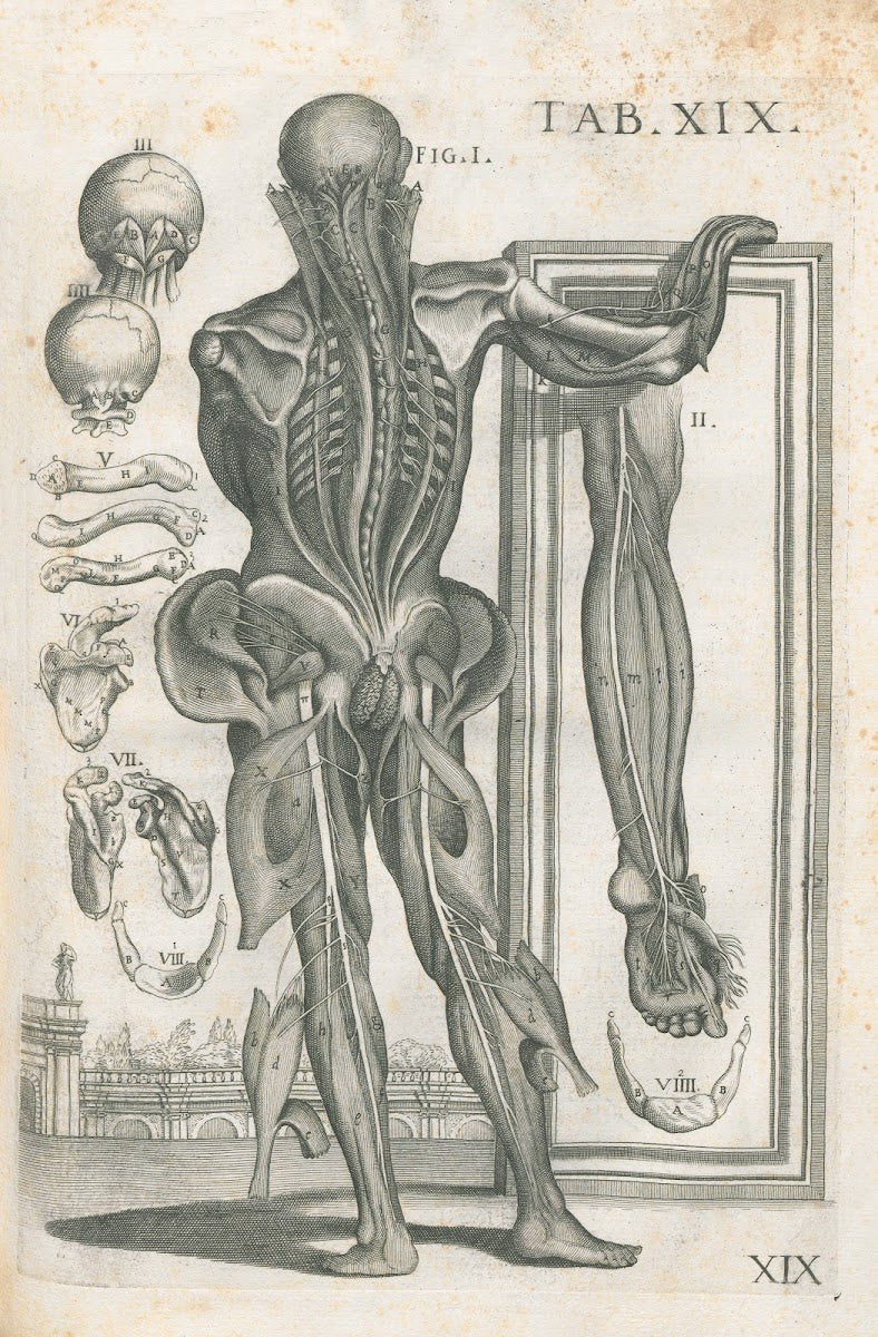 Tabulae anatomicae a celeberrimo pictore Petro Berretino Cortonensi Pl19 1741