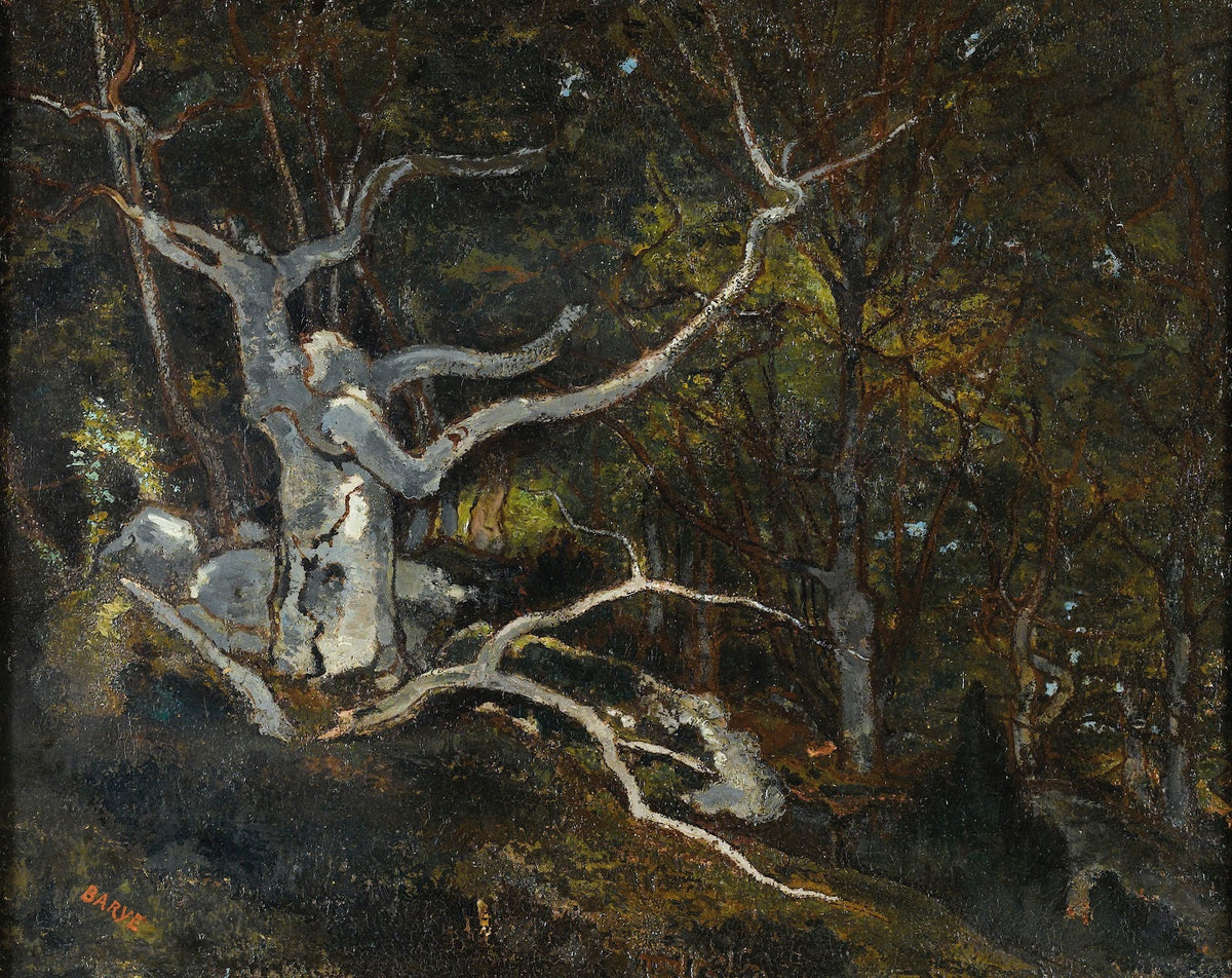Forest Of FontainebleauThereine Blanche