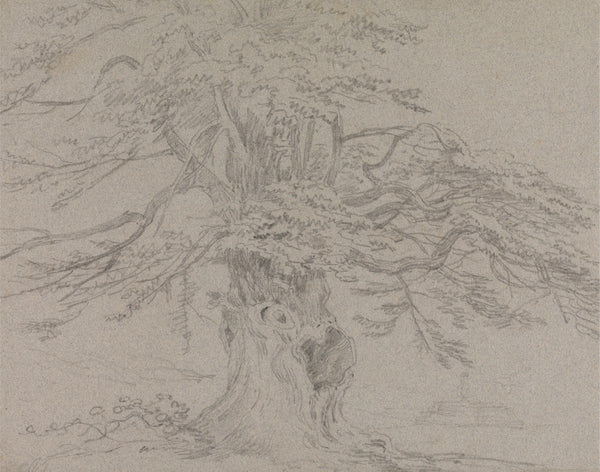 Tree Study 1807