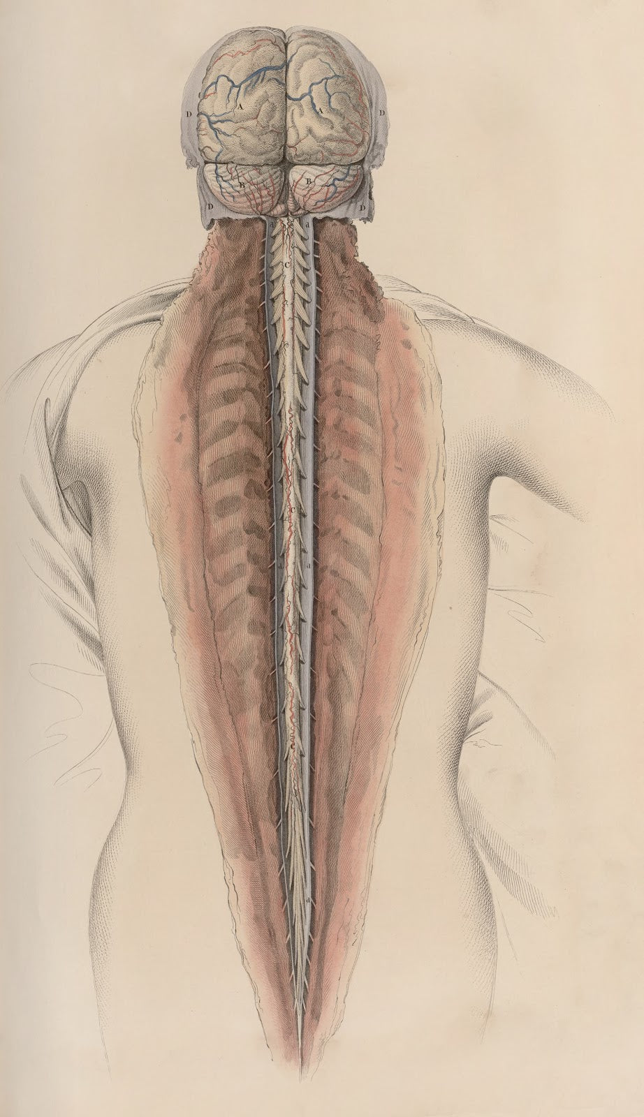 A system of anatomical plates of the human body Pl058 1840