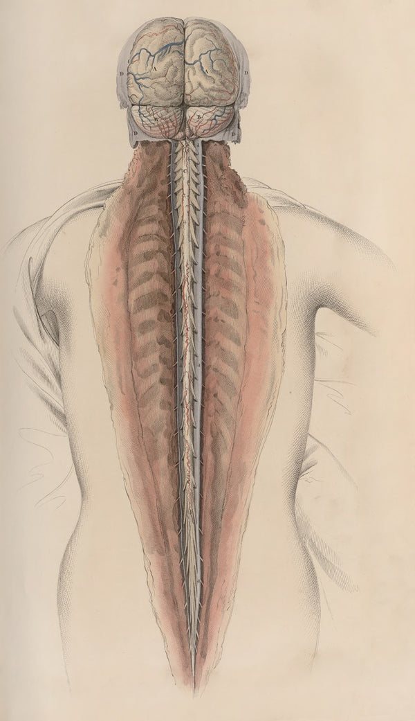 A system of anatomical plates of the human body Pl058 1840