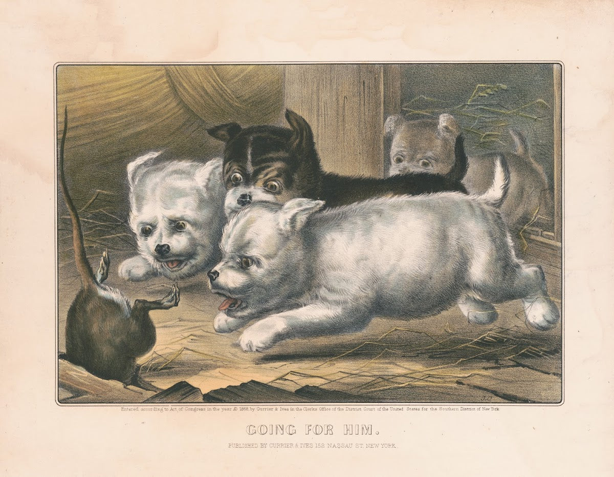 Going for him 1868