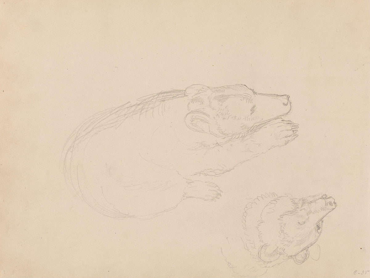 Studies of bears between 1845 and 1852