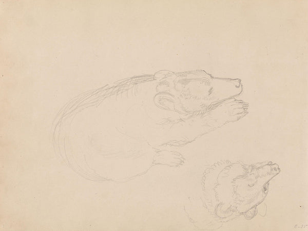 Studies of bears between 1845 and 1852