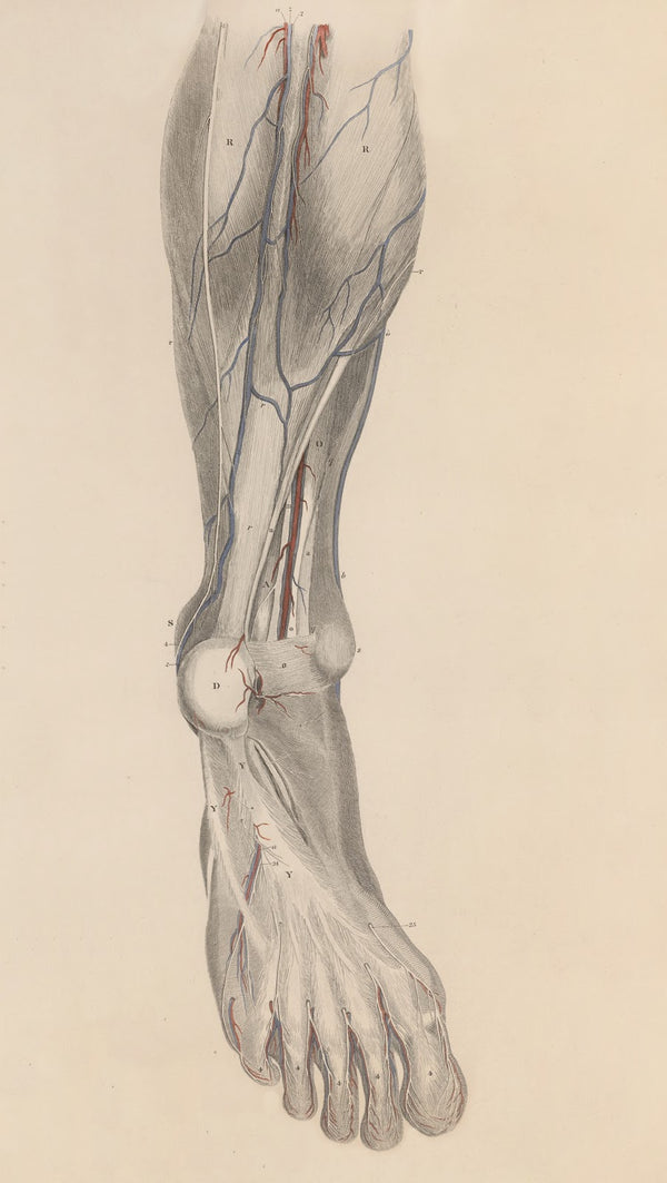 A system of anatomical plates of the human body Pl028 1840