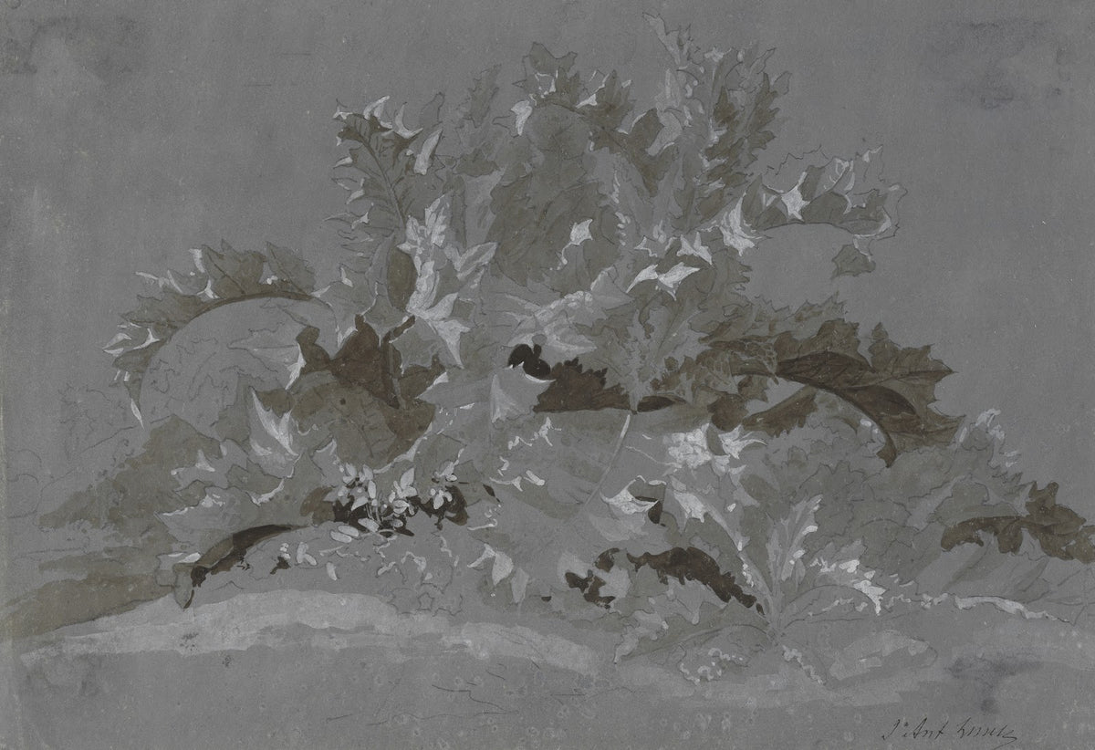 Study of Weeds 1800 1850