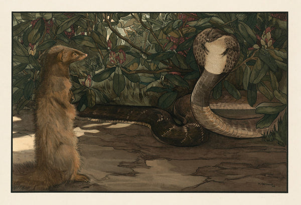Rikki tikki 1903