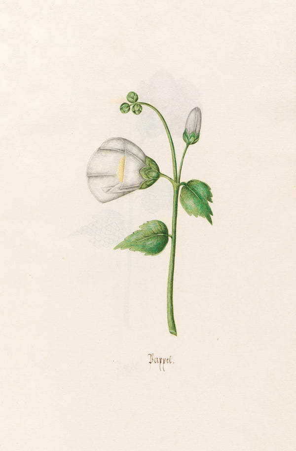 Pappel 1692