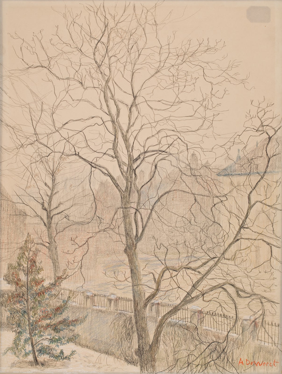 Walnut in the Mist