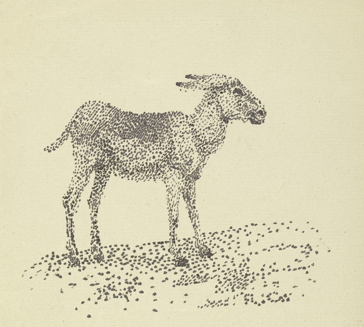 Donkey