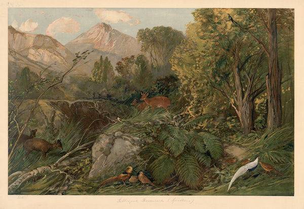 Subtropical Forest Area in Southeast China 1920