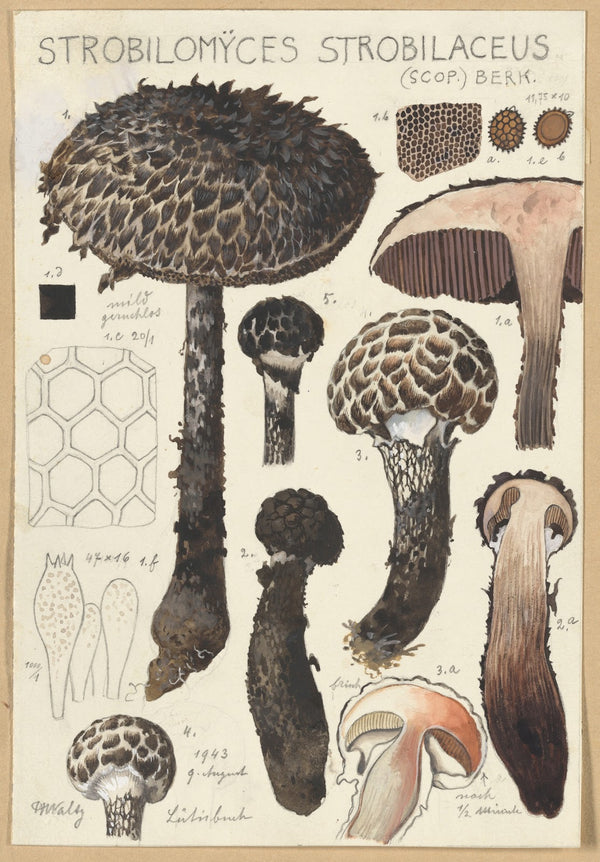 Strobilomyces strobilaceus Scop Berk 1915 1945