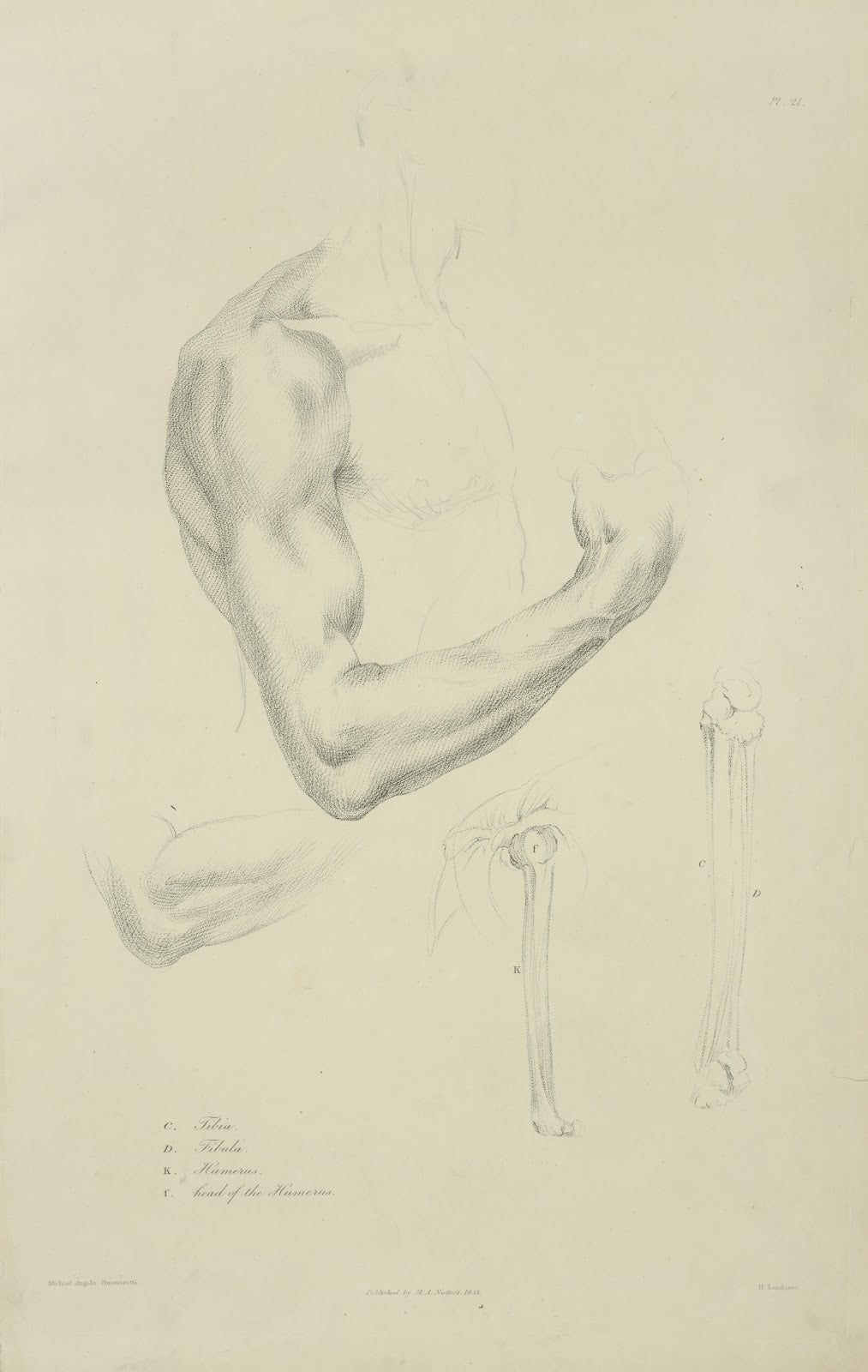 Four views of musculature and bones of bent arm 1833