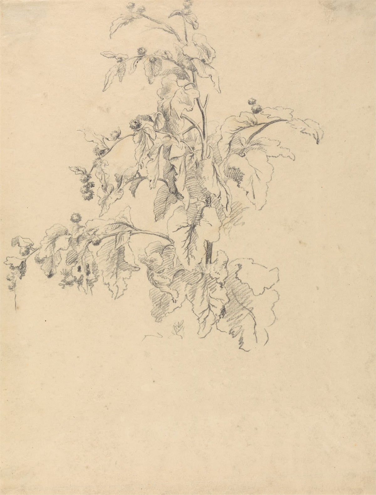 Study of Foliage after 1799