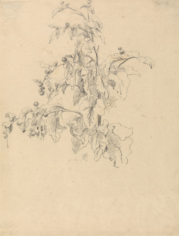 Study of Foliage after 1799