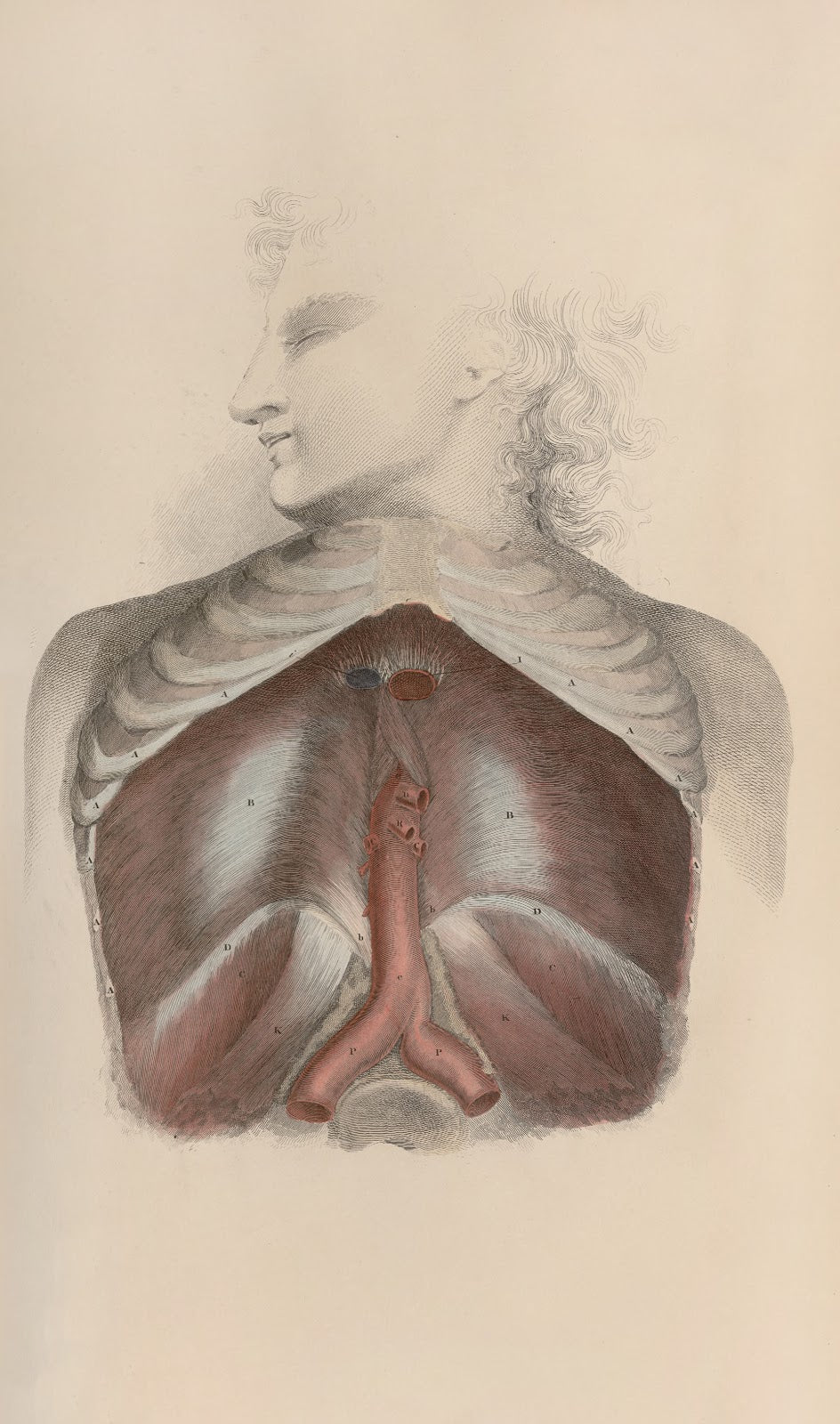 A system of anatomical plates of the human body Pl034 1840
