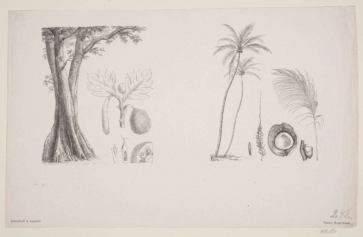 Botanisk blad fra Schouws skrifter 1851