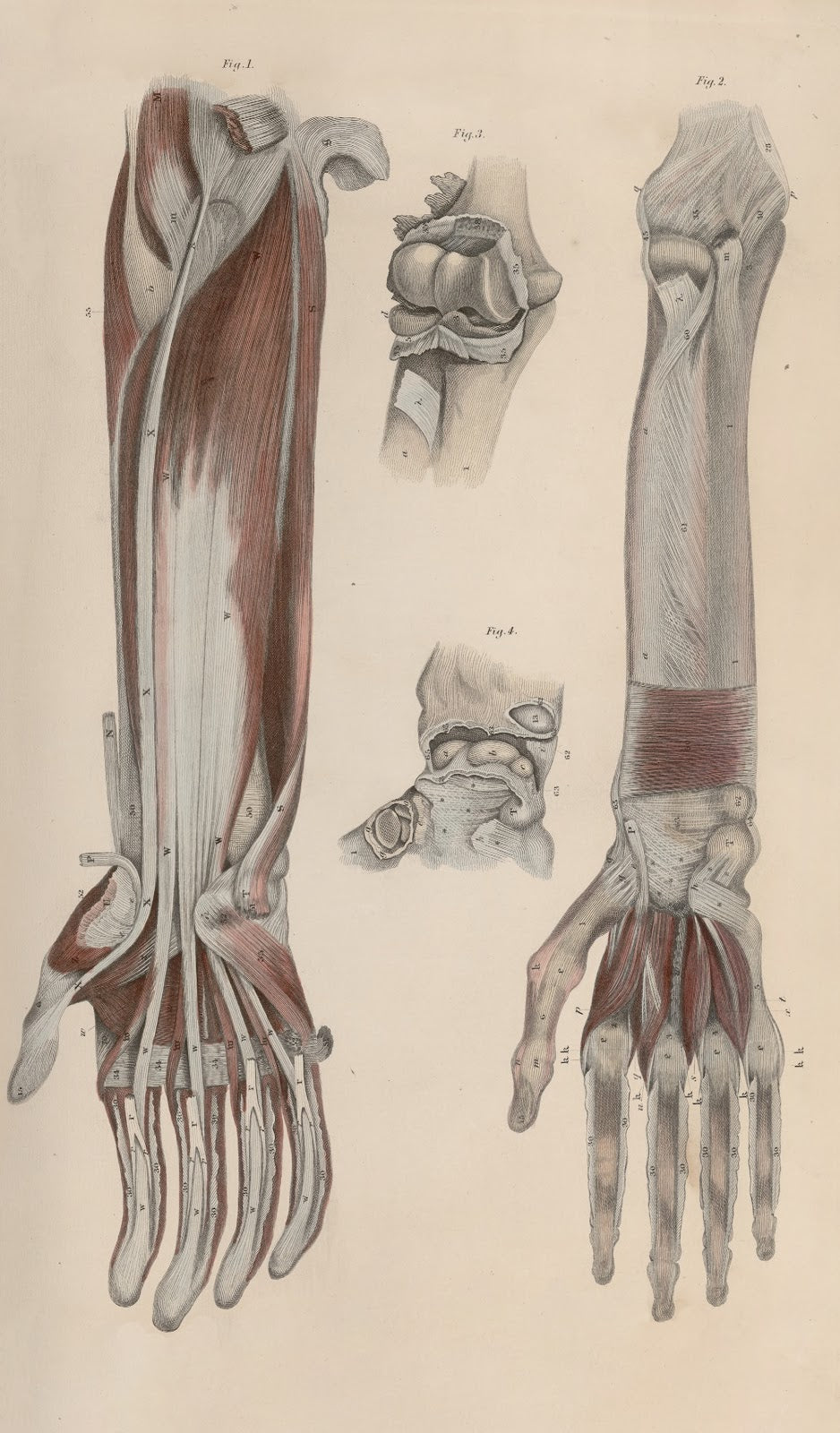 A system of anatomical plates of the human body Pl044 1840