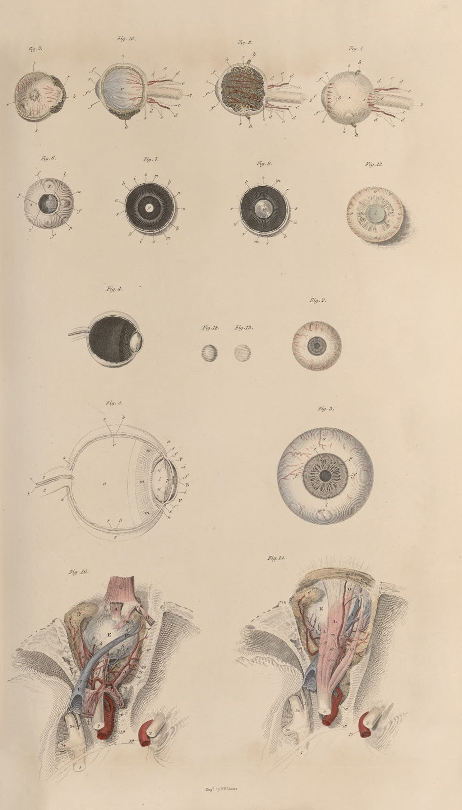 A system of anatomical plates of the human body Pl084 1840