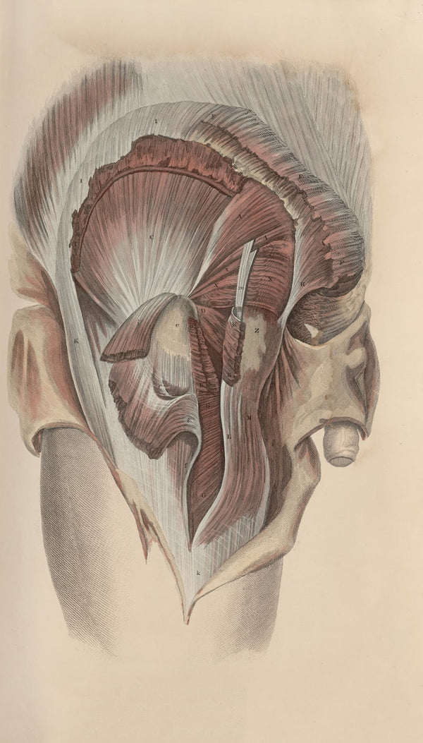 A system of anatomical plates of the human body Pl049 1840