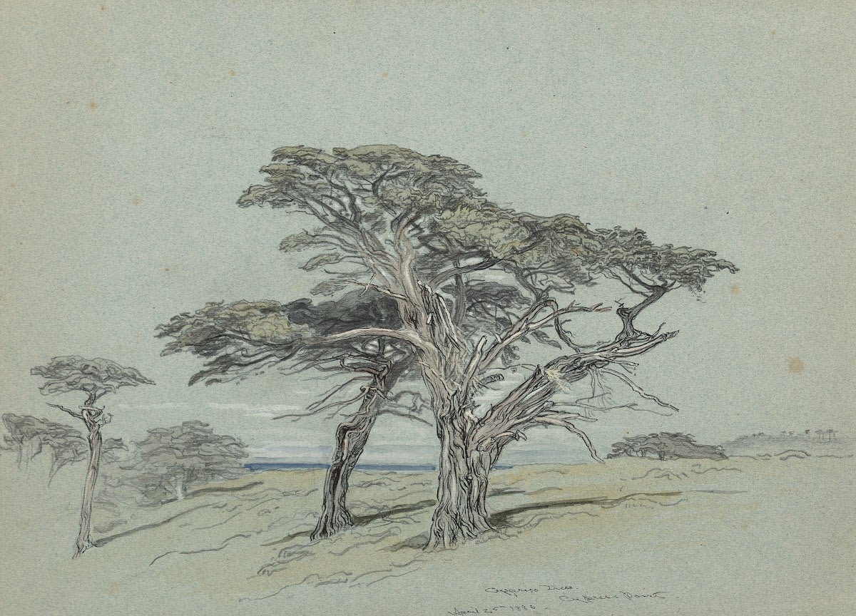 Cypress Trees Cypress Point 1886