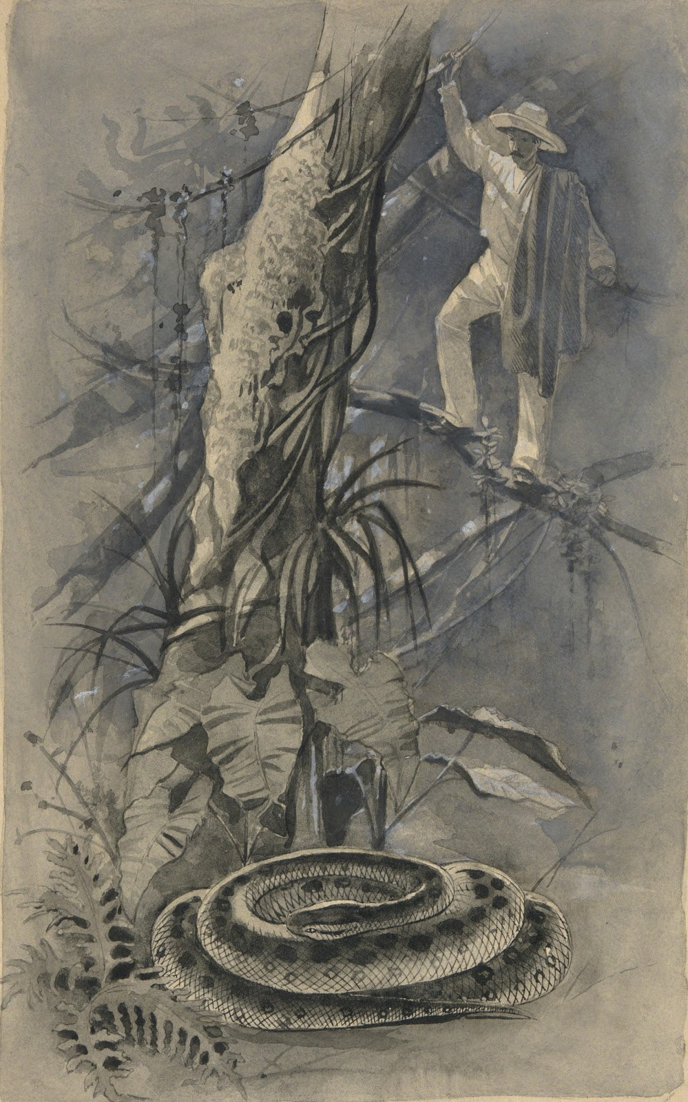 And Then I Saw Him Coiled All in a Heap The Capture of a Great Serpent in StNich