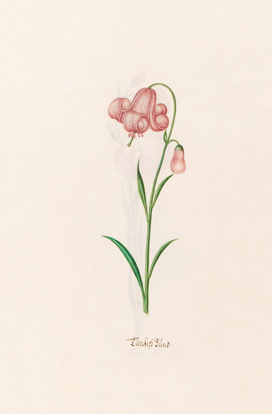 Türckish Bünd 1692