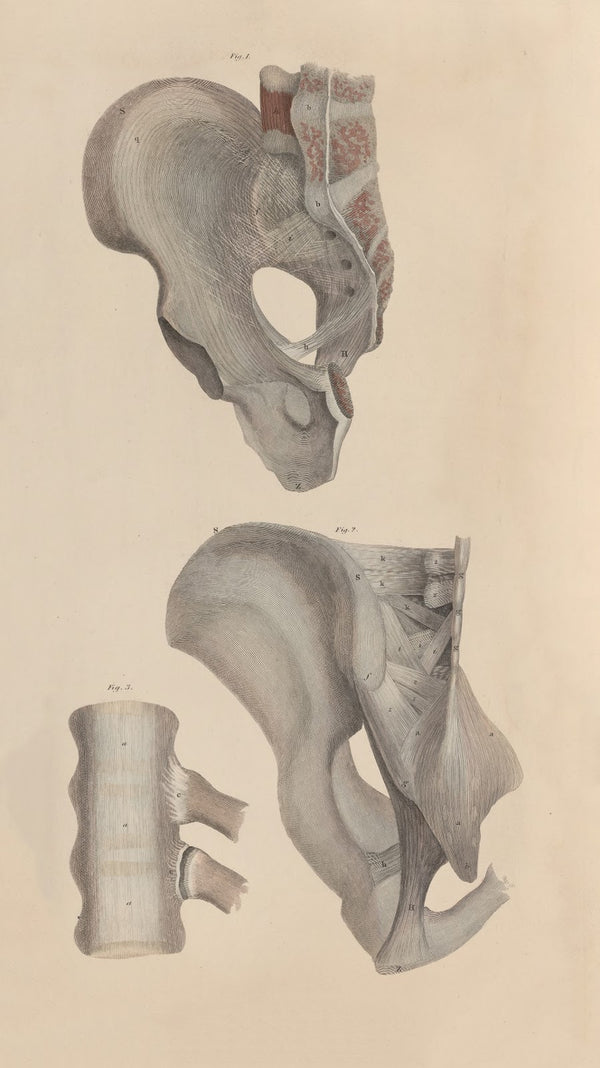 A system of anatomical plates of the human body Pl051 1840