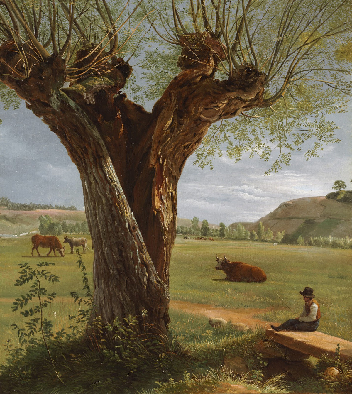 Pollard Willow after 1804