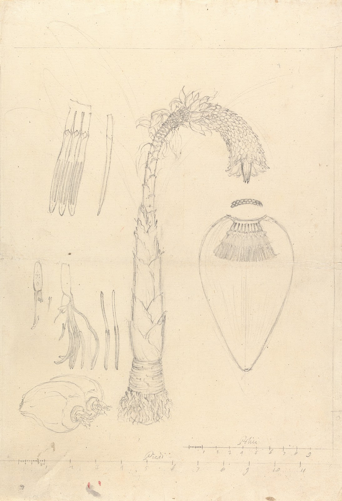 Ensete ventricosum