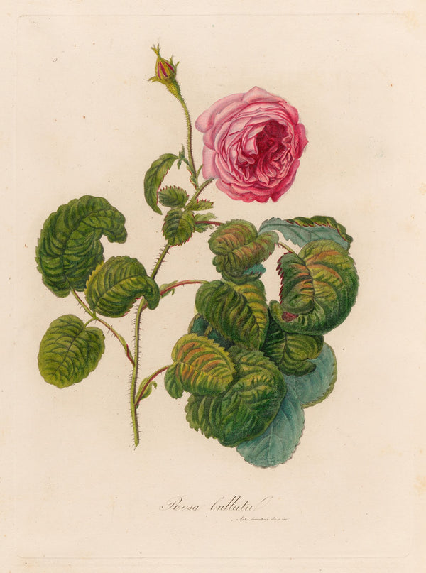 Rosa bullata 1818 1824