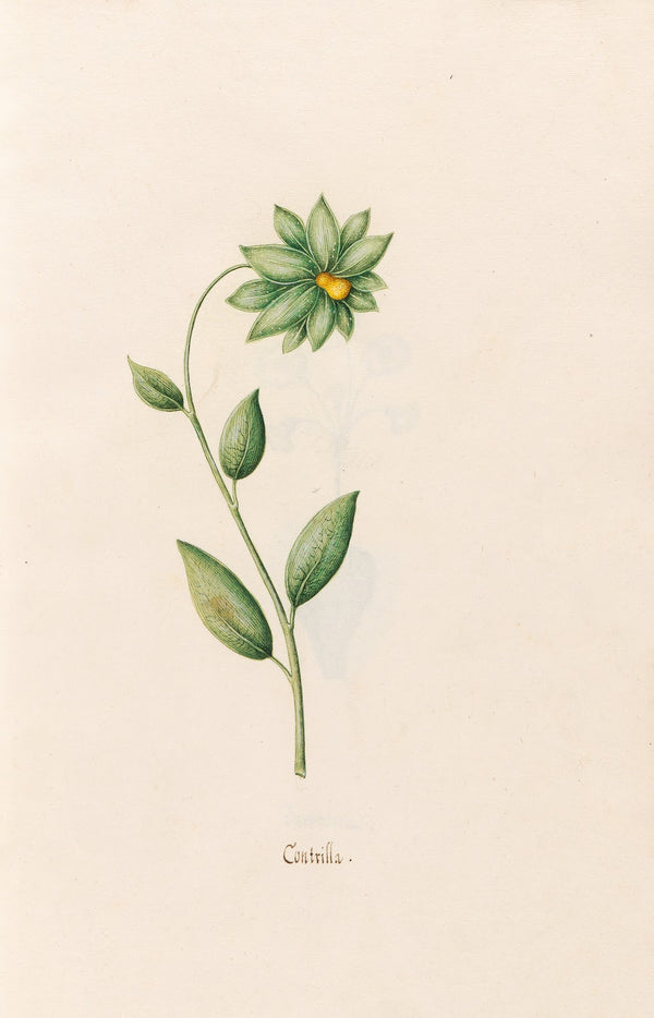 Contrilla 1692