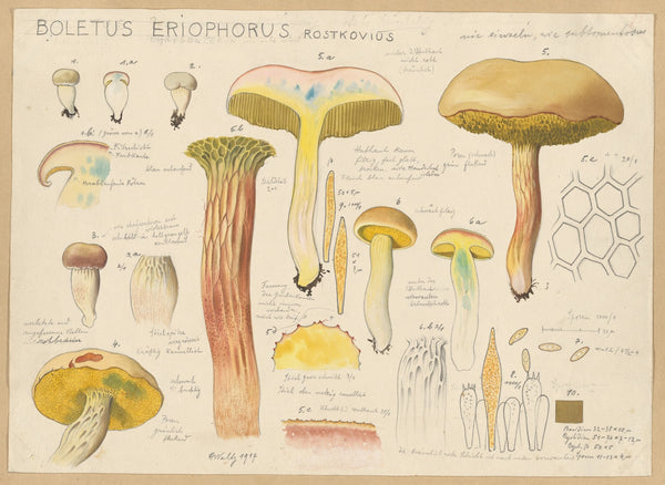Boletus eriophorus Rostkovius 1915 1945