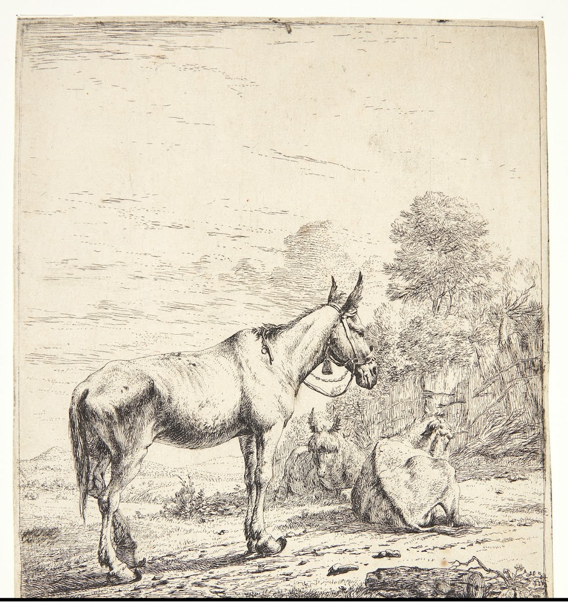Et mulæsel med en klokke om halsen 1653