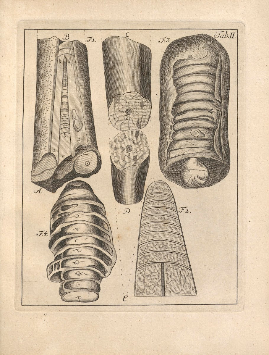Descriptiones Tubulorum Marinorum Descriptions of Marine Tubes Pl02 1731