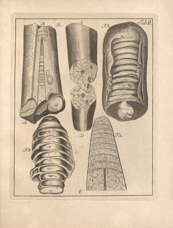 Descriptiones Tubulorum Marinorum Descriptions of Marine Tubes Pl02 1731