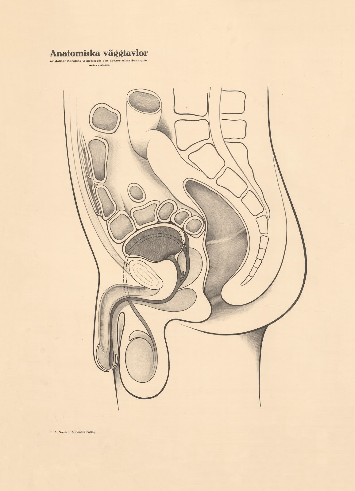 Male genitals 1928