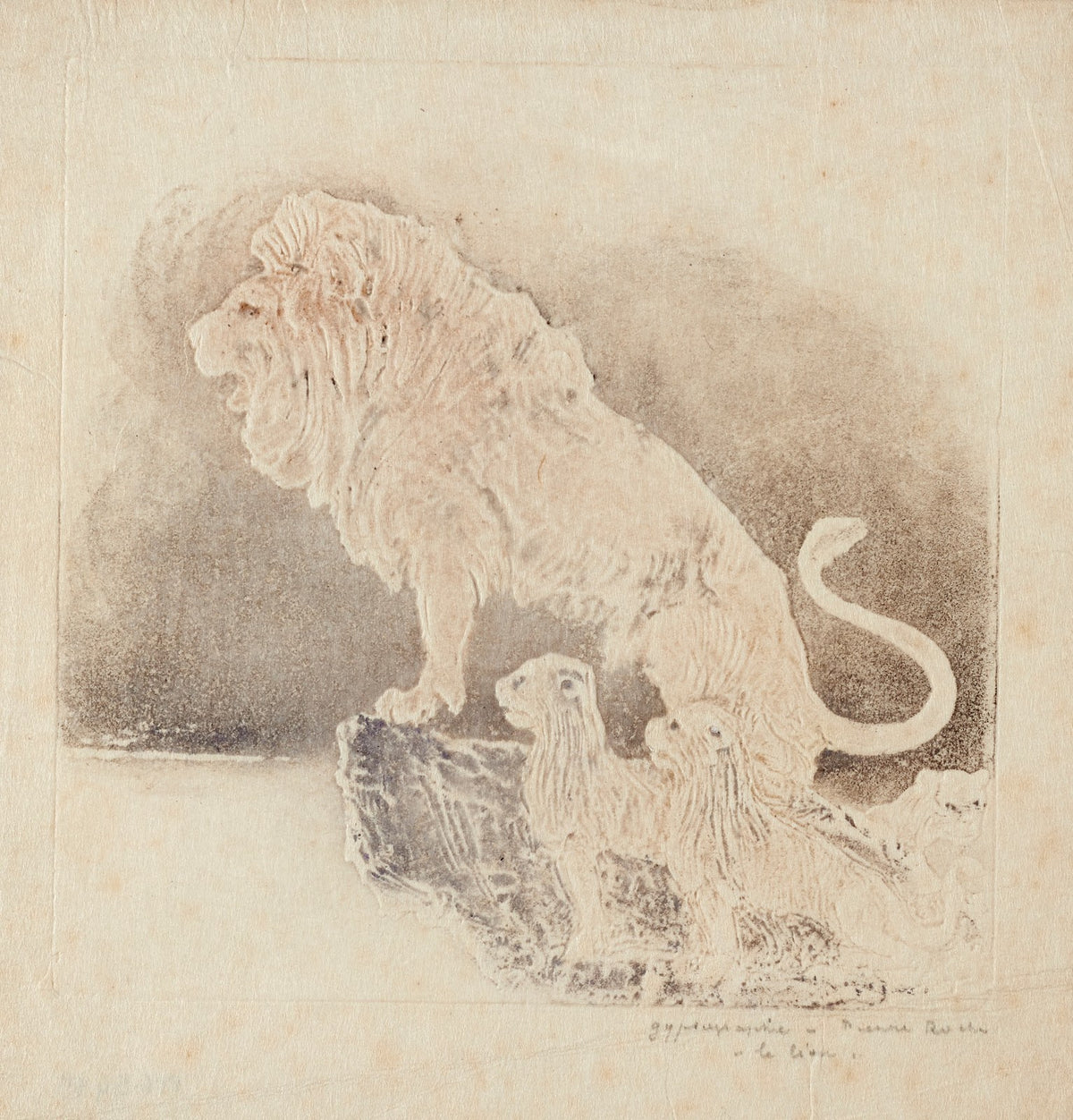 Le lion 1906