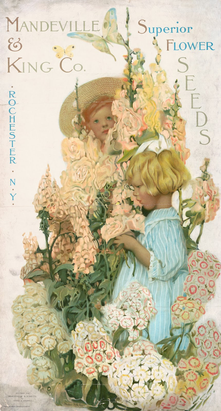 Mandeville  King Co superior flower seeds 1906