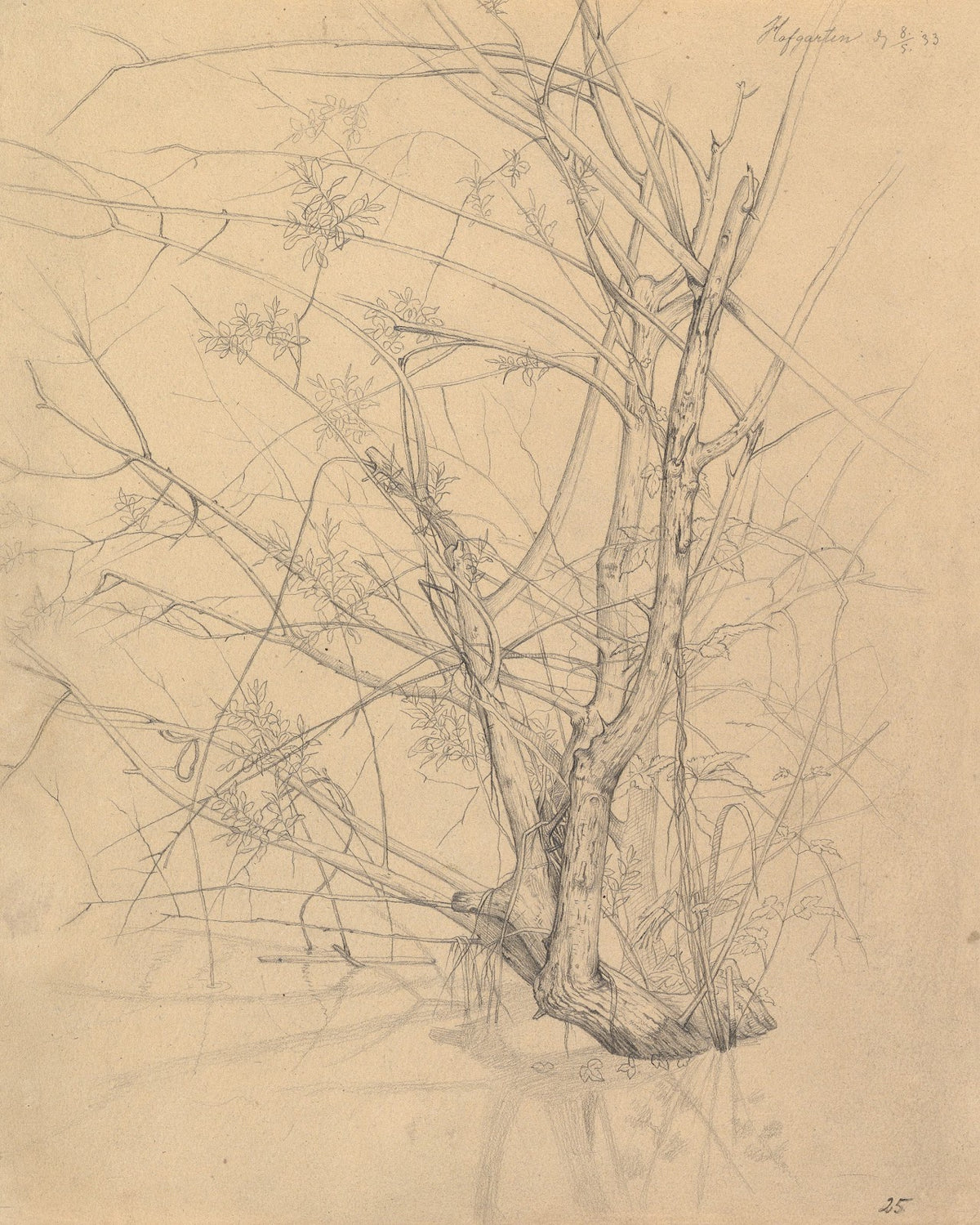 Study of a Tree Standing in Water in the Düsseldorf Hofgarten 1833