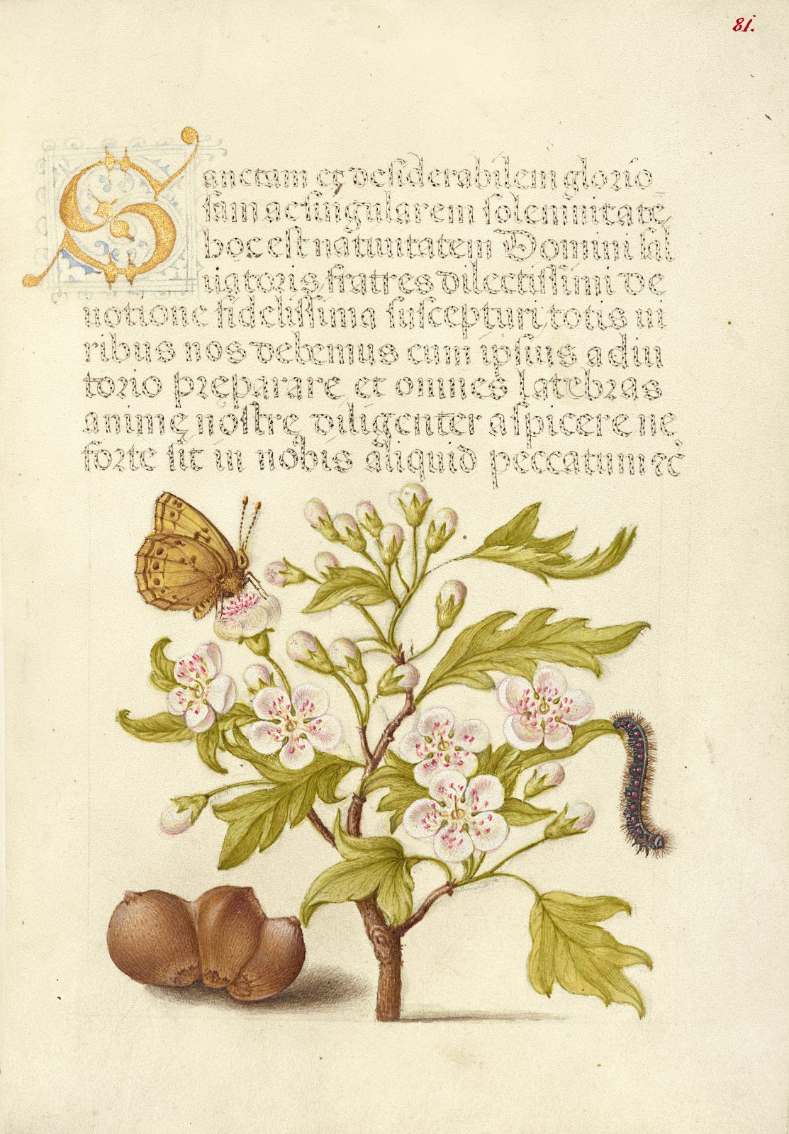 Insect English Hawthorn Caterpillar and European Filbert 15611596