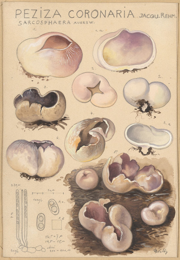 Peziza coronaria 1915 1945