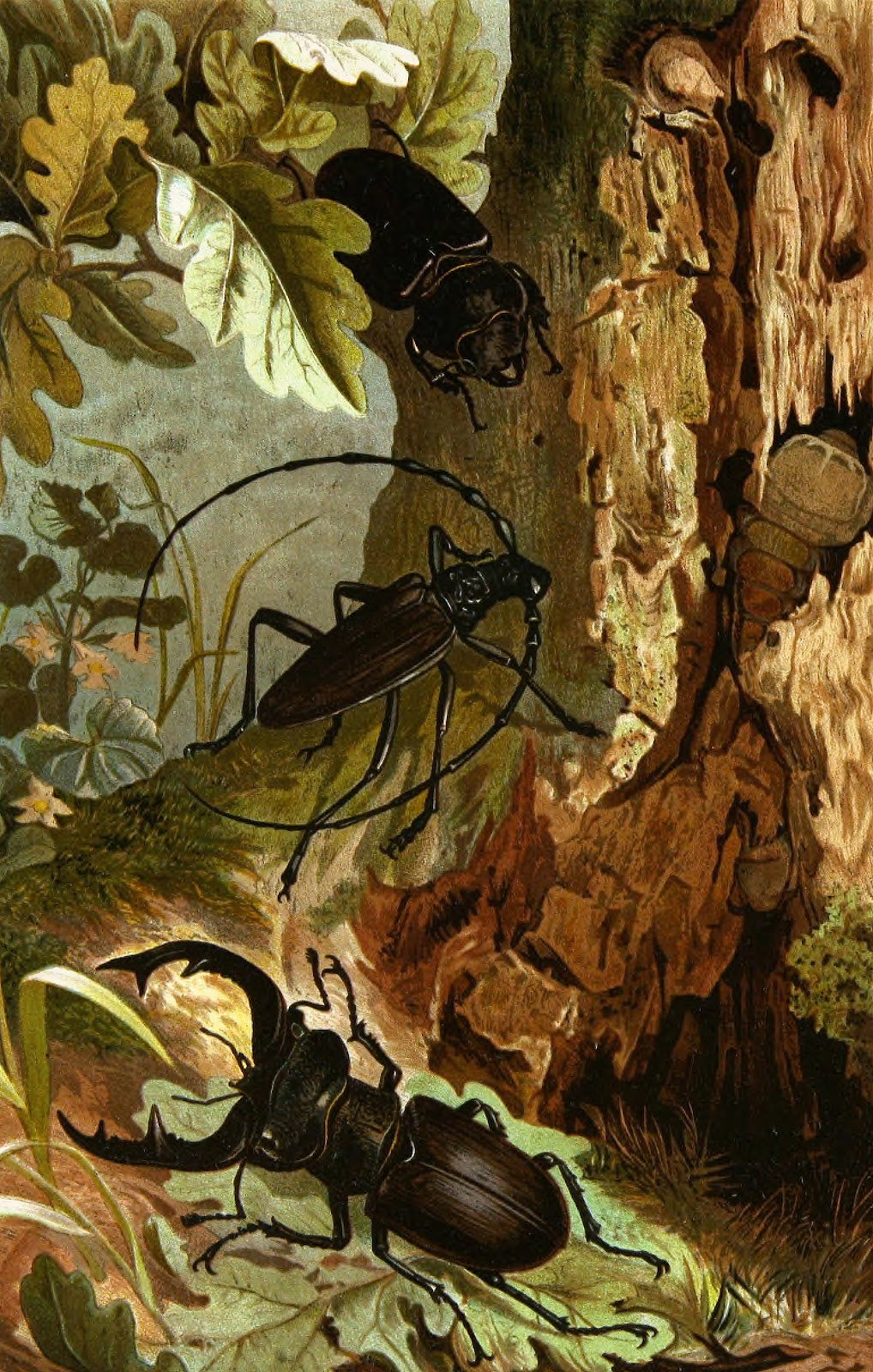 Die Insekten Tausendfussler und Spinnen Pl 05 1877