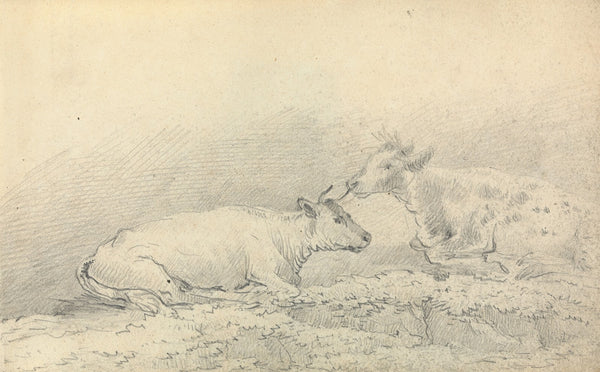 Two Cows Resting